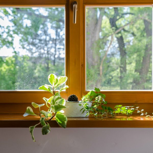 Plants in pot in the window - soft afternoon sunlight